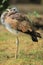 White-bellied bustard