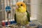 White Bellied Caique