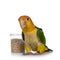 White bellied caique bird on white