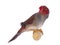 White bellied Crimson Finch on white