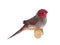 White bellied Crimson Finch on white