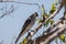 White-bellied Cuckoo Shrike in Queensland Australia