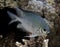 A White-bellied Damsel Amblyglyphidodon leucogaster in the Red Sea