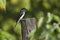 White-bellied drongo bird in Nepal