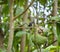 White-Bellied Emerald Bird On Soursop Tree Branch