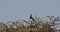 White-bellied Go-away Birds on Shrubbery