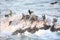 White-bellied green-pigeon flocks