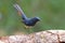 White-bellied Redstart Hodgsonius phoenicuroides Beautiful Male Birds of Thailand