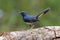 White-bellied Redstart Hodgsonius phoenicuroides Male Cute Birds of Thailand