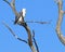 White Bellied Sea Eagle