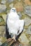 White-bellied Sea Eagle