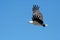 White Bellied Sea Eagle