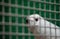 White bellied sea eagle in cage