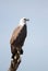 White-bellied sea eagle, Corroborree Billabong, Northern Territory, Australia