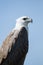 White-bellied sea eagle, Corroborree Billabong, Northern Territory, Australia