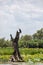 White-bellied sea eagle on dead tree amongst pink lotus lilies and wetland scenery