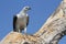 White-bellied sea eagle with fish, Corroborree Billabong, Northern Territory, Australia