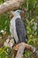 The white bellied sea eagle Haliaeetus leucogaster, also known as the white breasted sea eagle, is a large diurnal bird of prey