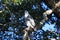 white-bellied sea eagle (Haliaeetus leucogaster) Queensland  Australia