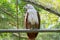 White-bellied sea eagle Haliaeetus leucogaster sitting on the perch