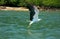 White-bellied Sea Eagle hunting, Langkawi island