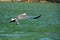 White-bellied Sea Eagle hunting, Langkawi island