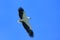 White-bellied Sea Eagle hunting, Langkawi island