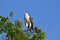 White bellied sea eagle in Kakadu