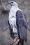 White bellied Sea Eagle Perching on Tree Trunk