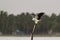 White-bellied sea eagle in Pottuvil, Sri Lanka