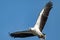 White-bellied sea eagle soaring gracefully in the vast blue sky