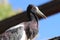 White-bellied stork Ciconia abdimii 3