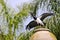 White-bellied Stork on jar