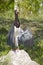 White-bellied Stork stanging on rock