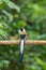 White-bellied Treepie