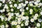 White bellis flowers. Close-up shot.