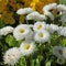 White Bellis perennis daisies bloom