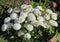 White Bellis perennis daisies bloom
