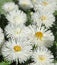 White Bellis perennis daisies bloom