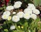 White Bellis perennis daisies bloom