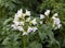 White bells flowers macro