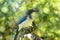 White Belly Scrub Jay Pear Tree 01