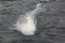 White beluga swimming in saltwater pool