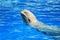 White beluga whale in a pool