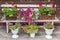 White bench decorated with flowers of geranium and petunia