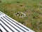 White bench, meadow and daisies on the beach  in  Kotka, Finland