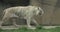 A white Bengal tiger