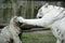 White Bengal Tiger