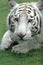 White Bengal Tiger