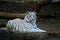 White Bengal Tiger